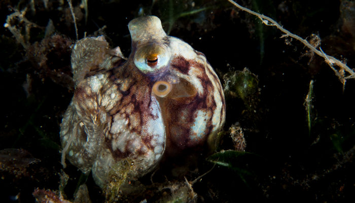 Octopus - Unknown sp.