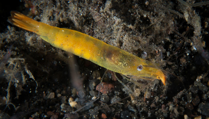 Yellow Shrimp - Unknown sp.
