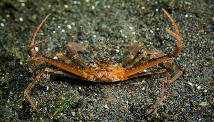 Scissor Swimming Crab