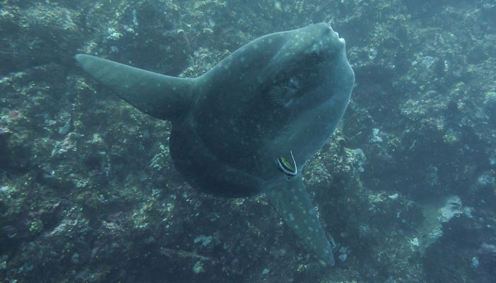 Mola Mola (Giant Sunfish)
