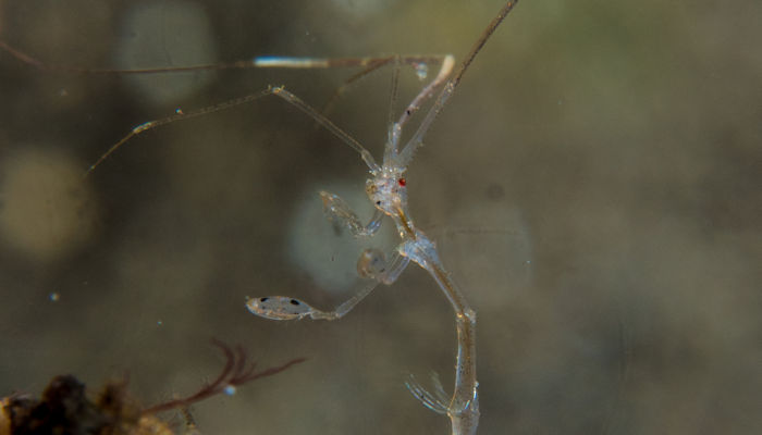 Skeleton Shrimp