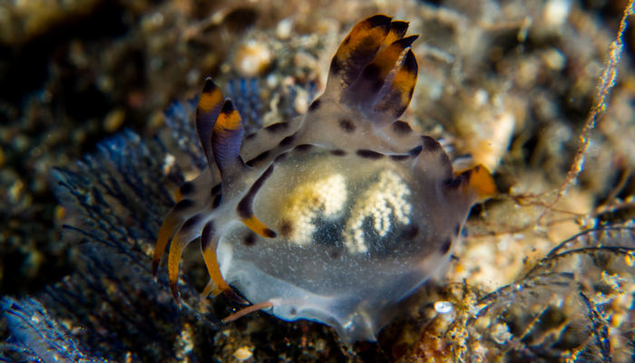 Pale Polycera with eggs